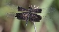 Rhyothemis braganza female (7 of 8)